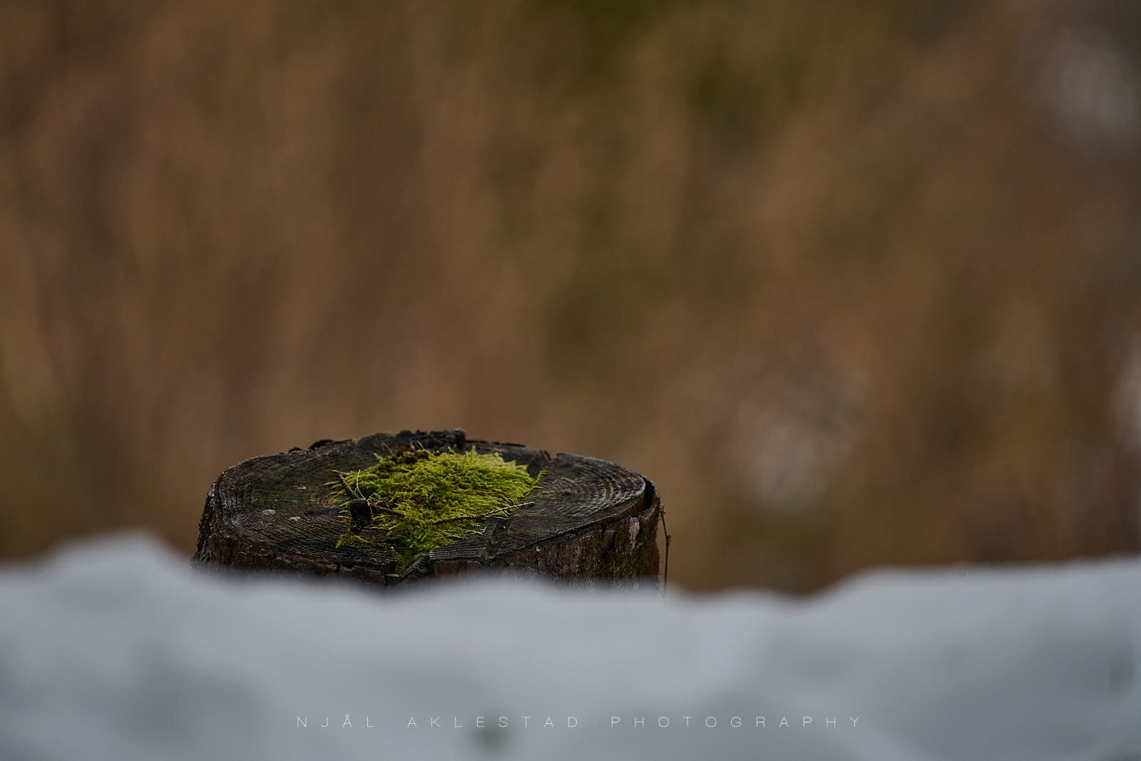 En trestubbe i skogen
